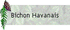 Bichon Havanais