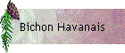 Bichon Havanais